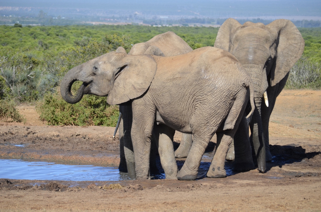 Three elephants in their natural habitat at Addo Elephant National Park